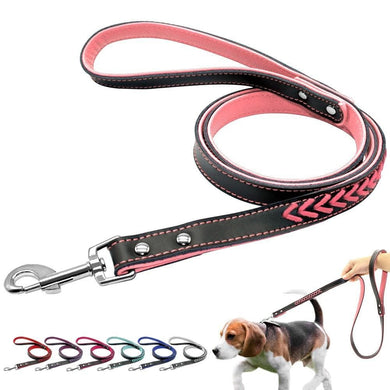 Dog leash coloured