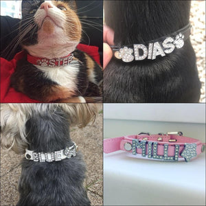 cats and dogs with personalised collars