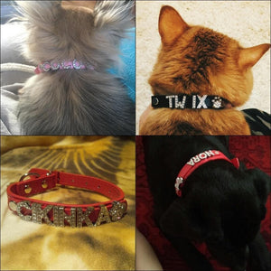 cats and dogs with personalised collars