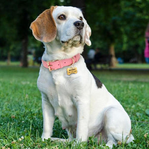 Bone Dog - Personalised Collar