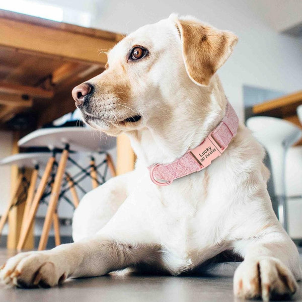 Load image into Gallery viewer, personalised dog collar with rose gold buckle labrador
