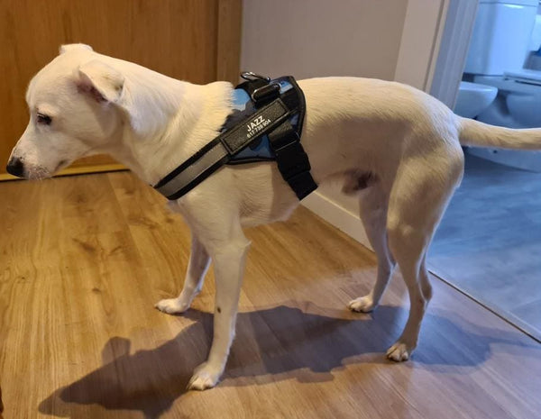 Load image into Gallery viewer, ID Pup Pink - Personalised Harness
