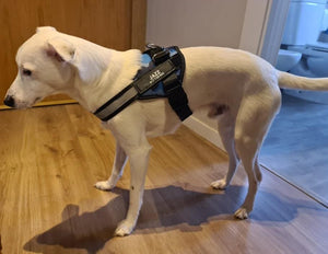 ID Pup Black - Personalised Harness