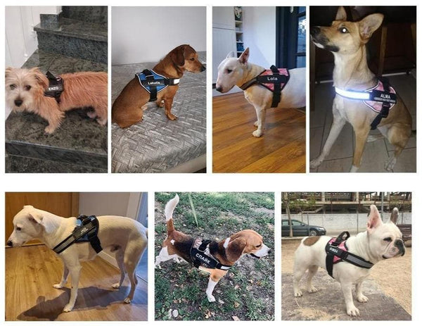 Load image into Gallery viewer, ID Pup Purple - Personalised Harness
