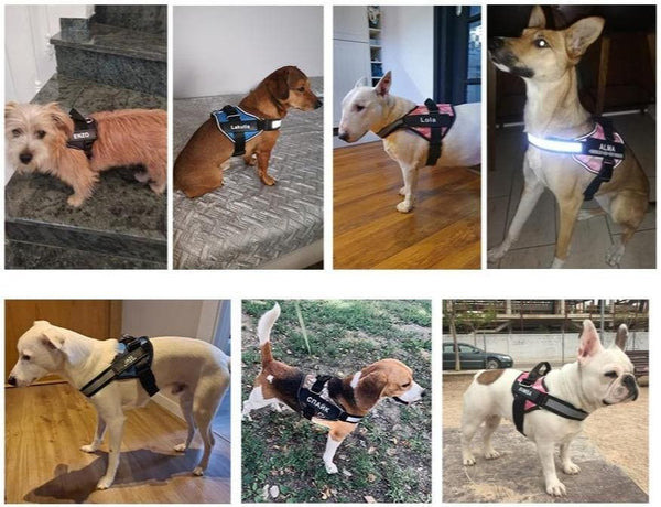 Load image into Gallery viewer, ID Pup Rose - Personalised Harness
