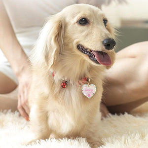 Personalised pet tag dog wearing