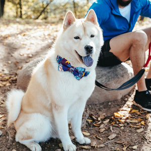 Dapper Dog - Personalised Collar