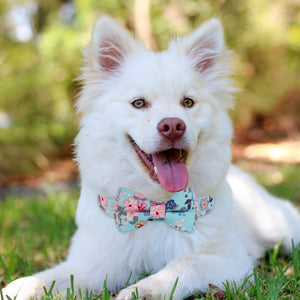 Dapper Dog - Personalised Collar
